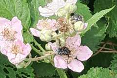 IMG-20240526-WA0066