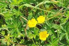 IMG-20240526-WA0070